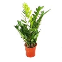 Замиокулькас 1 590 Размер 17 Высота 70 Сорт Zamiifolia